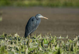 Image of Western Reef Heron