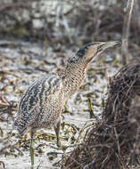 Image of great bittern, bittern