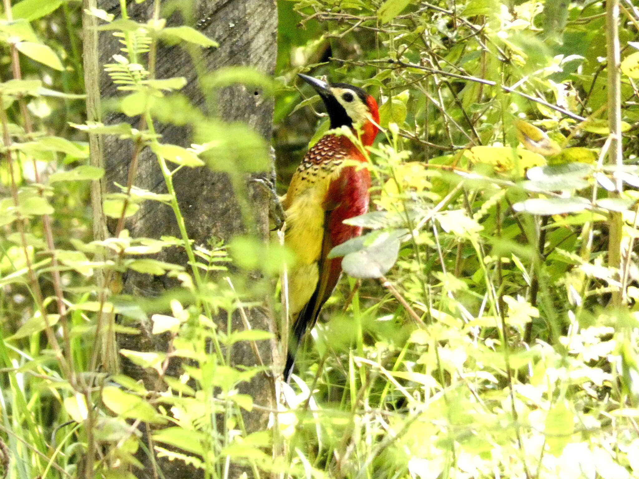 Image of Crimson-mantled Woodpecker