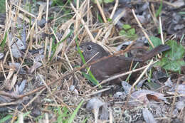 Image of Passerella iliaca annectens Ridgway