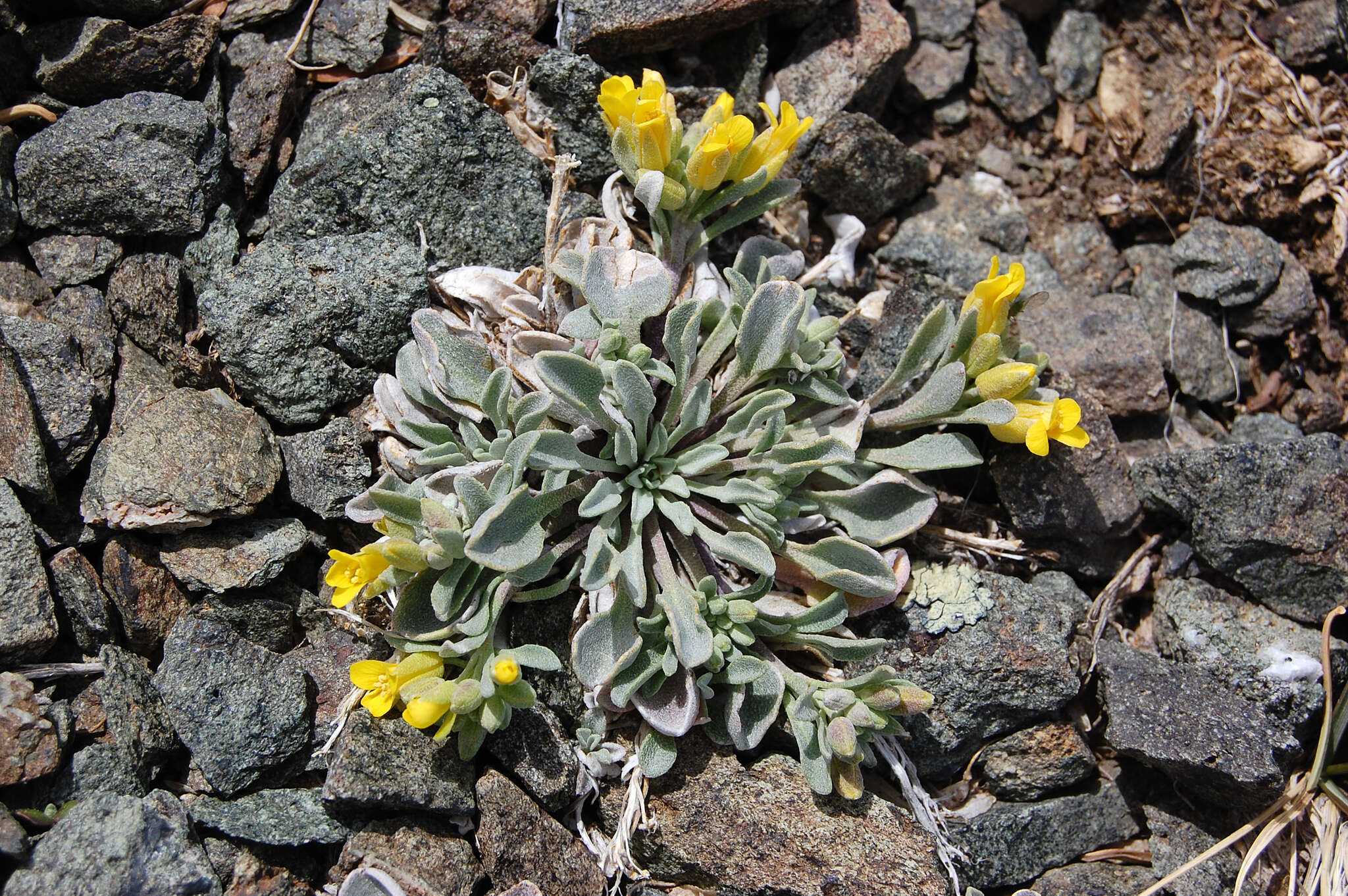 Image of western bladderpod