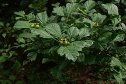 Image de Crataegus cuneata Sieb. & Zucc.