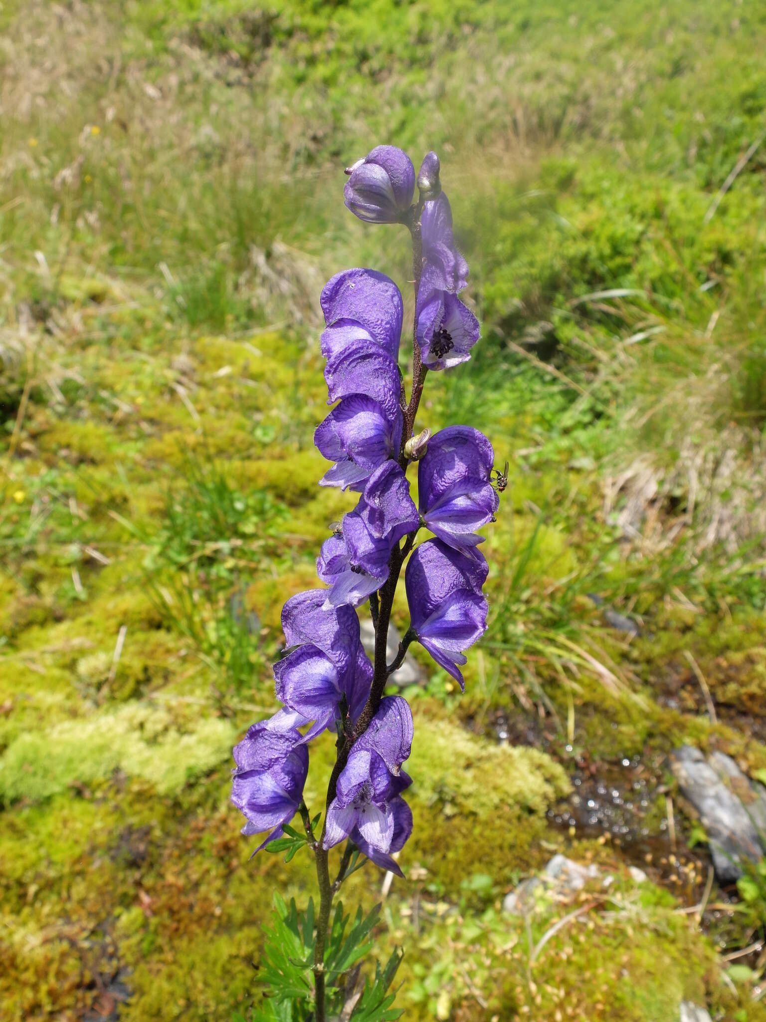 Imagem de Aconitum plicatum Koehler ex Reichb.