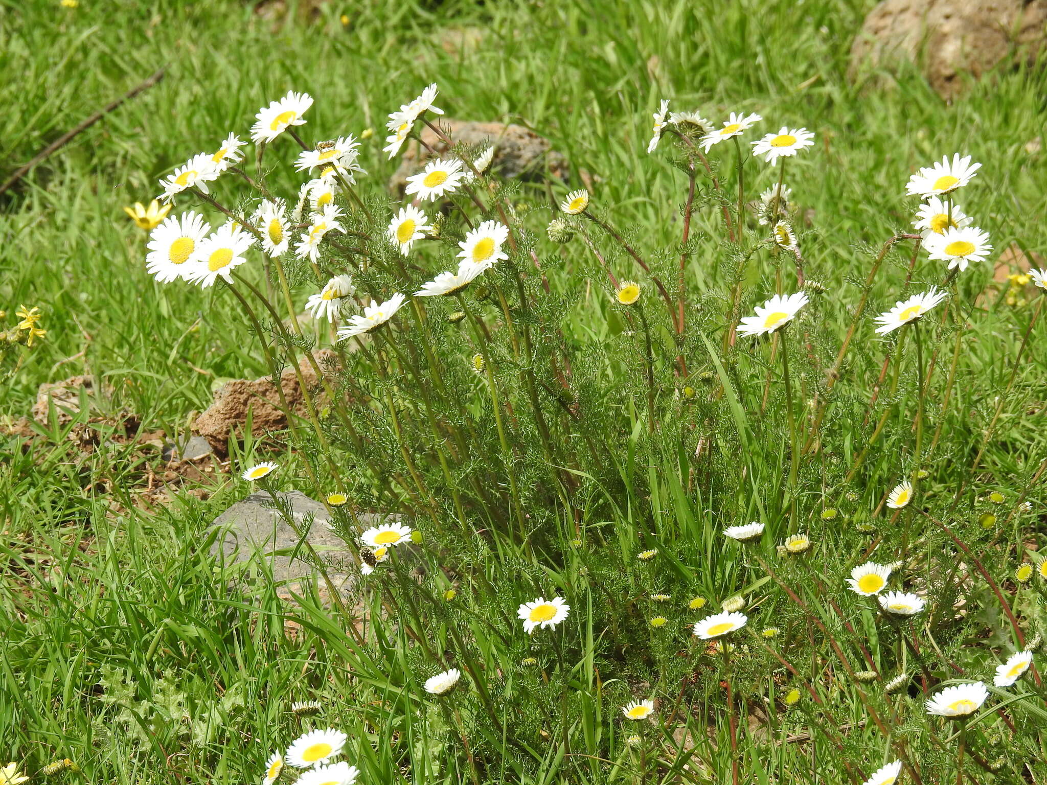 Image de Tripleurospermum caucasicum (Willd.) Hayek