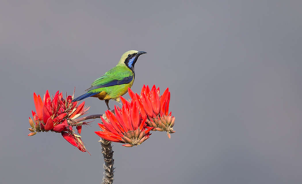 Image of Orange-bellied Leafbird