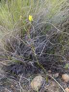 Image of Moraea inconspicua subsp. inconspicua