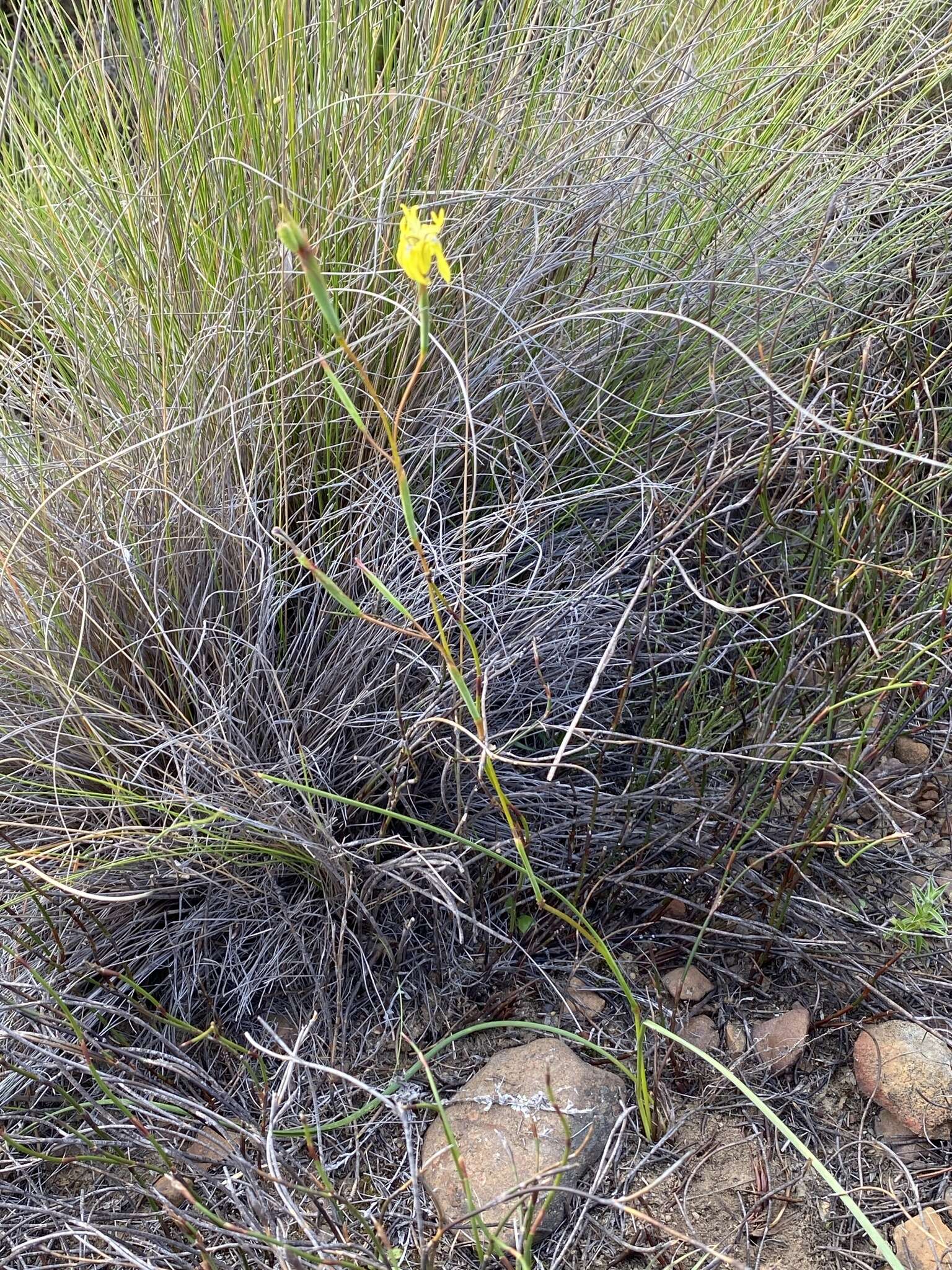 Image of Moraea inconspicua subsp. inconspicua