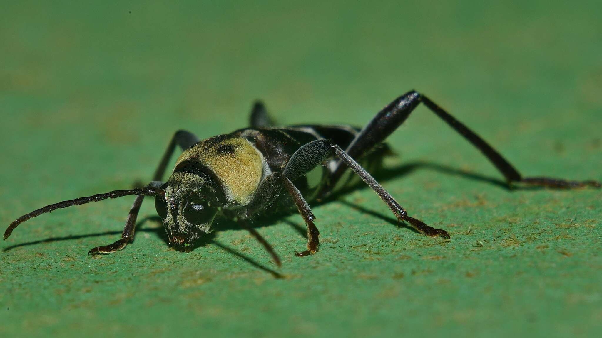 Imagem de Xylotrechus reginae Aurivillius 1893