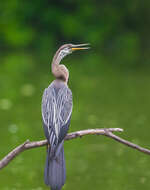 Image of Oriental Darter