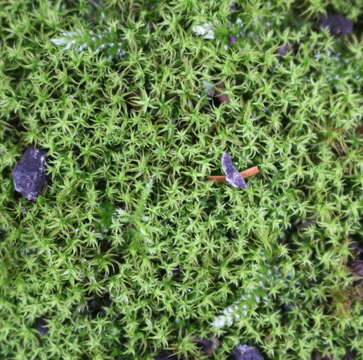 Image of Vinealobryum R. H. Zander