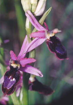 Image of Ophrys flavicans Vis.