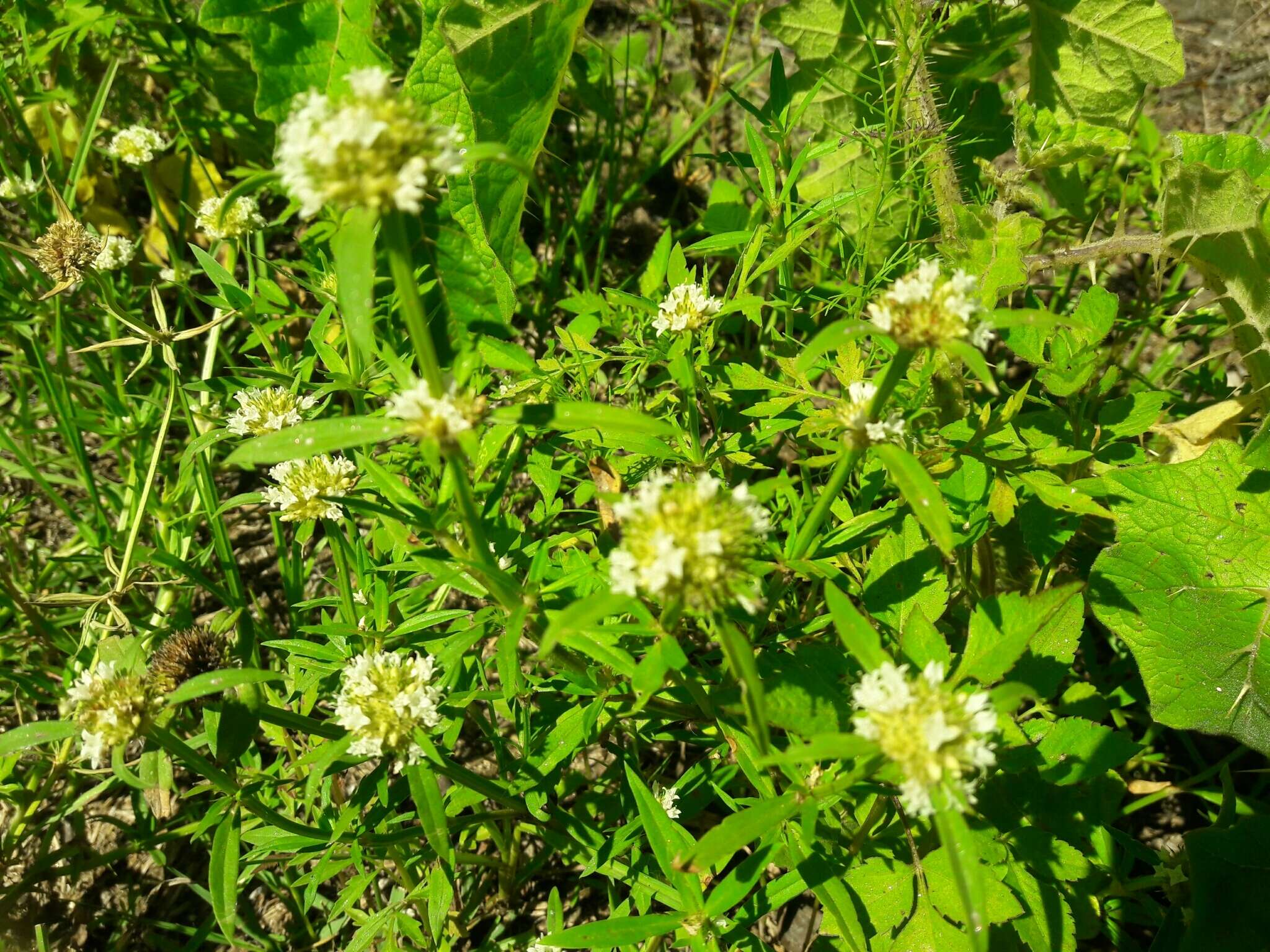 Imagem de Spermacoce densiflora (DC.) Alain