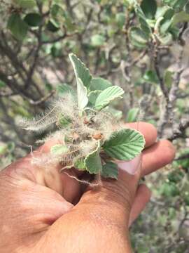 Image of Cercocarpus fothergilloides Kunth