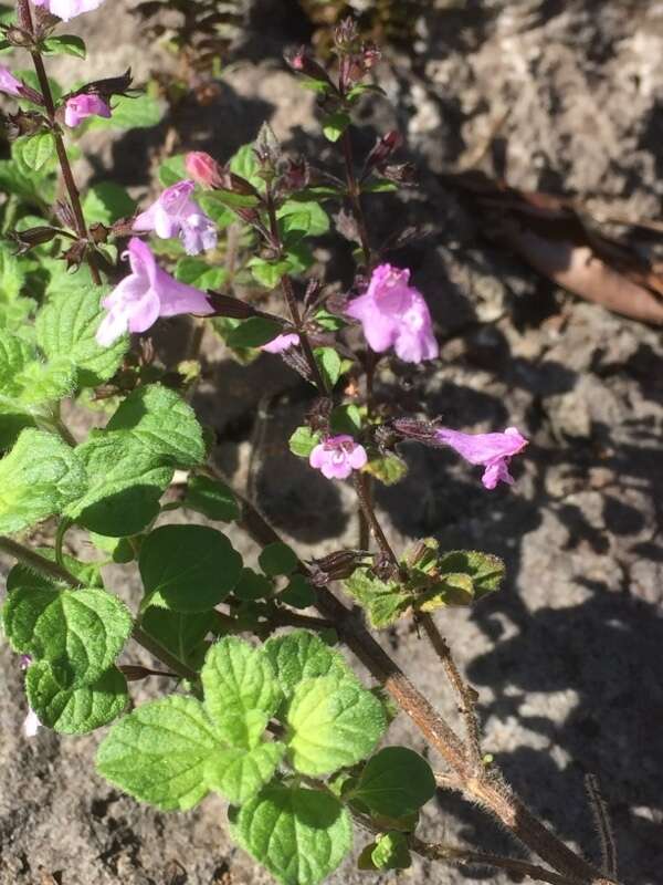 Image of ascending wild basil