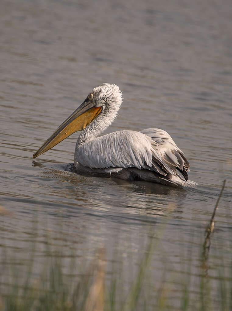 Image of Dalmatian Pelican