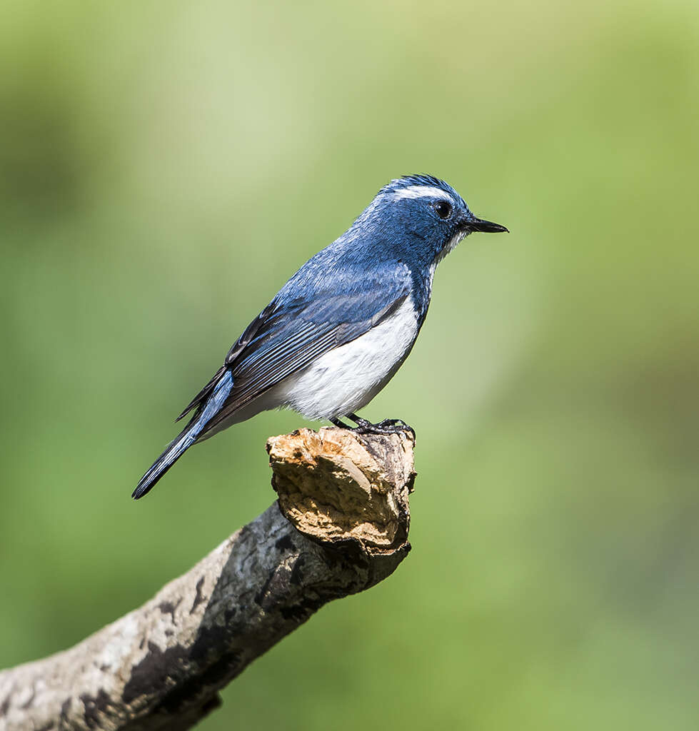 Image of Ultramarine Flycatcher