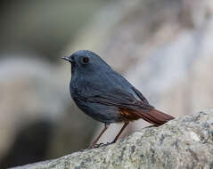 Image of Plumbeous Water Redstart