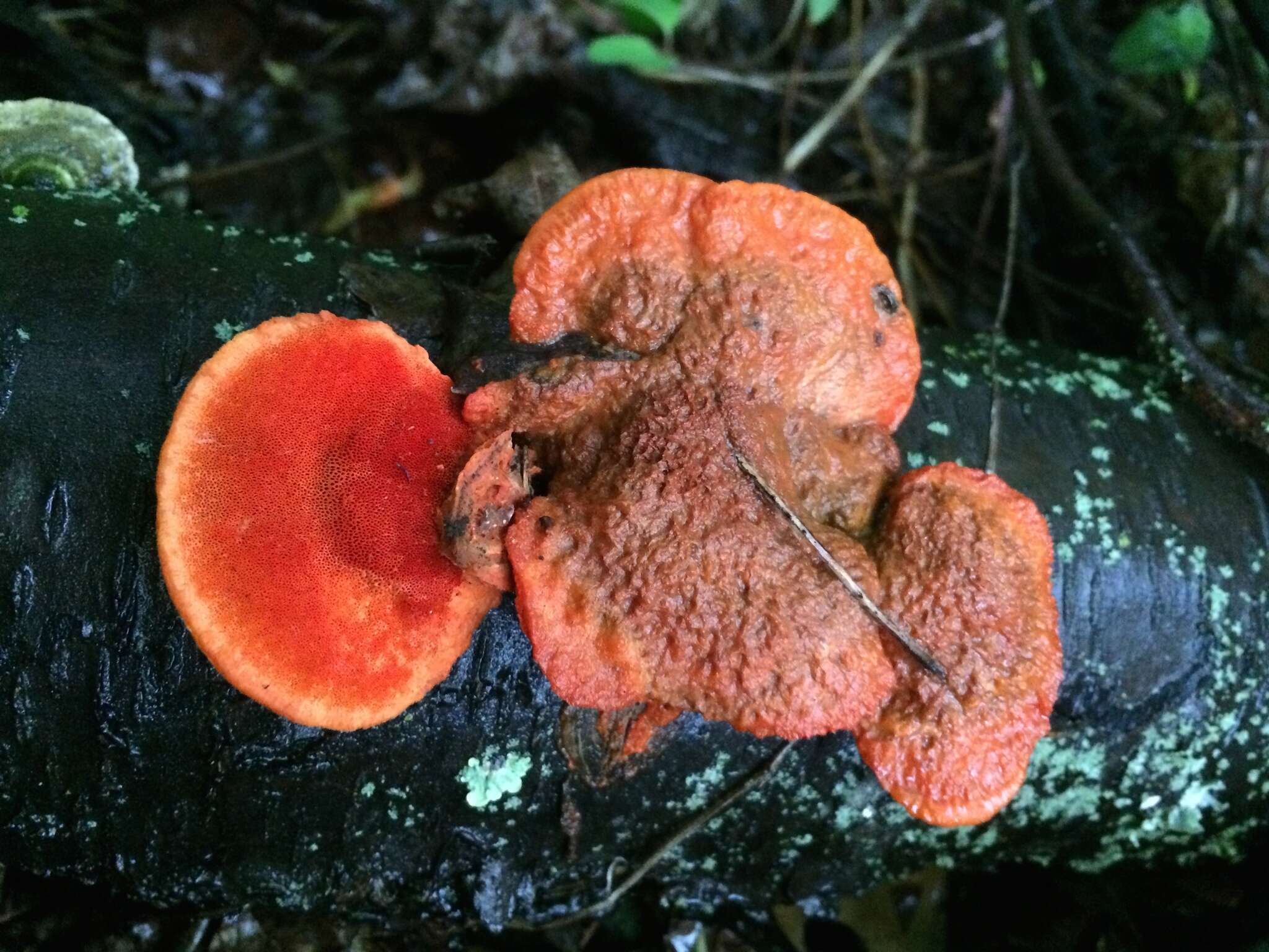 Imagem de Pycnoporus cinnabarinus (Jacq.) P. Karst. 1881