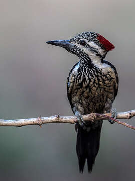 Image of Black-rumped Flameback