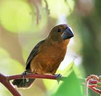 Image of Nicaraguan Seed Finch