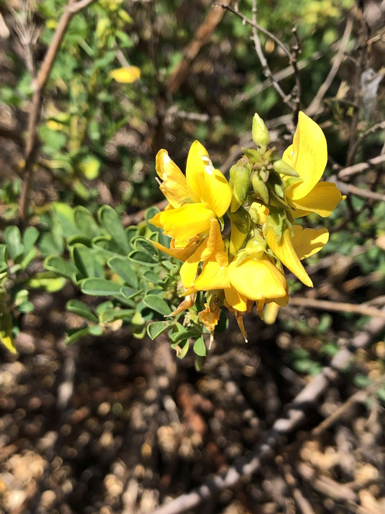 Imagem de Crotalaria medicaginea Lam.