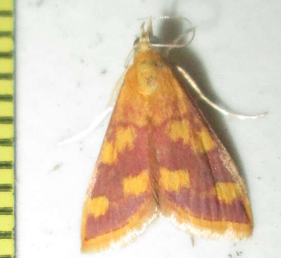 Image of Pyrausta phoenicealis Hübner 1818