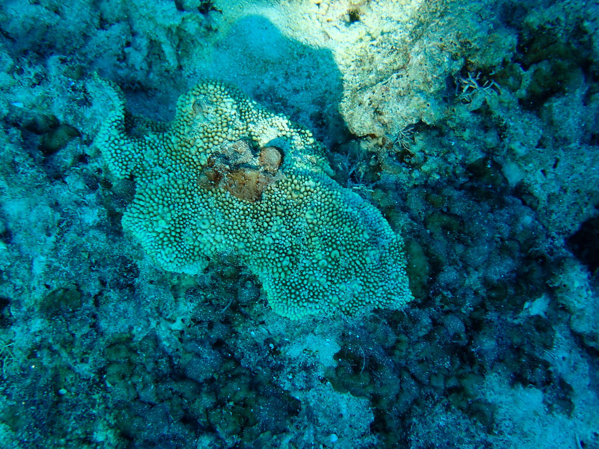 Image of pore coral