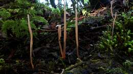 Image of Clavaria roseoviolacea R. H. Petersen 1988