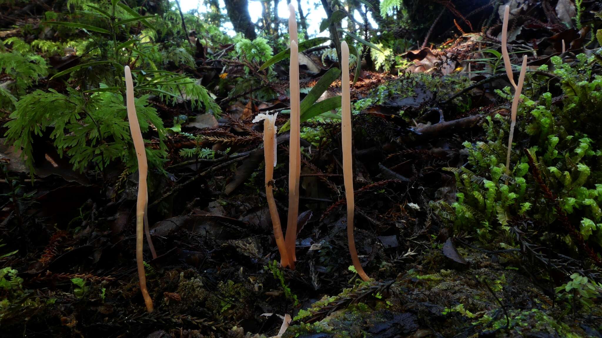 Image of Clavaria roseoviolacea R. H. Petersen 1988