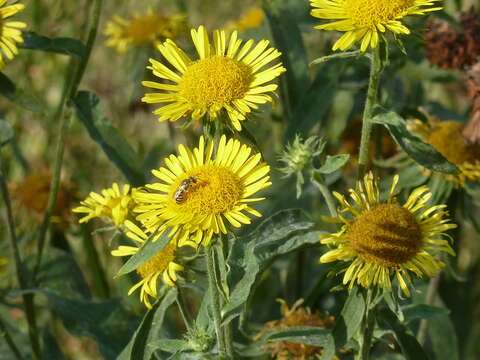 Image of British yellowhead