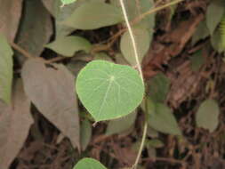 Image of Cissampelos grandifolia Triana & Planch.