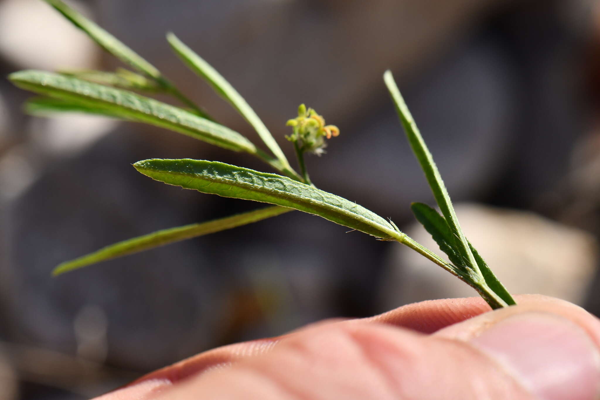 Image of branched noseburn