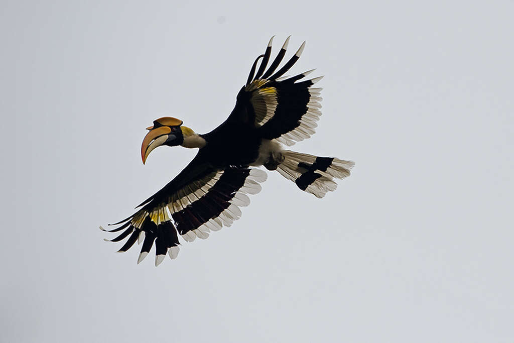 Image of Great Indian Hornbill