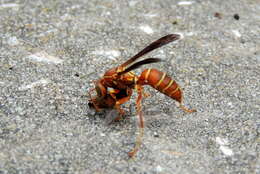 Image of Polistes bellicosus Cresson 1872