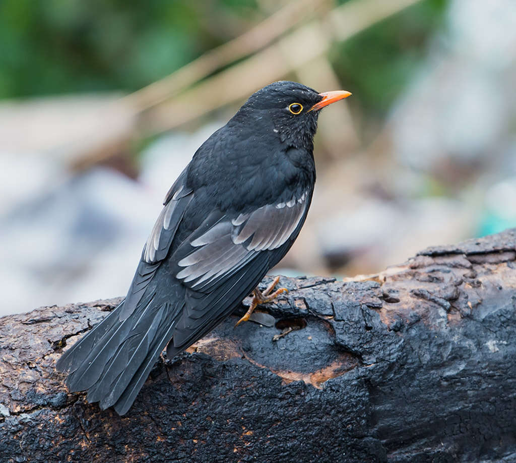 Image of Grey-winged Blackbird