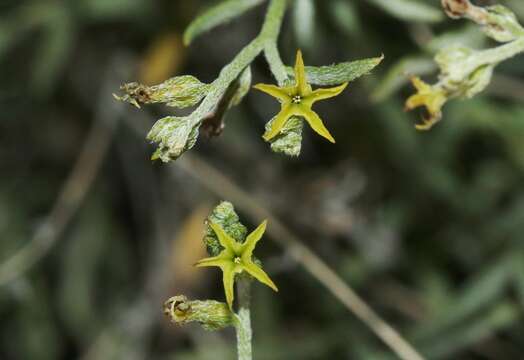 Image of Euploca powelliorum (B. L. Turner) Feuillet & Halse