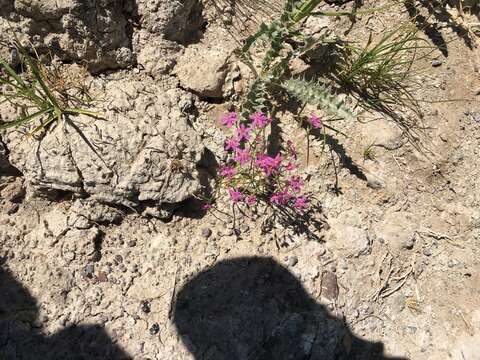 Слика од Zeltnera namatophila