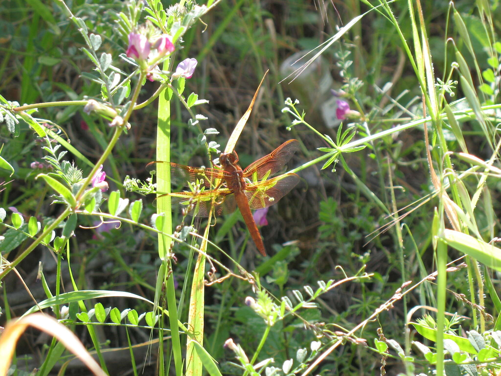 Image of Flame Skimmer