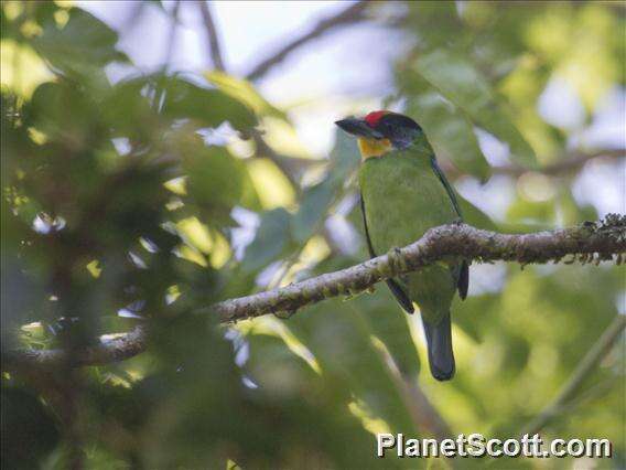 Image of Necklaced Barbet