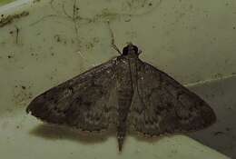 Image of Grass webworm