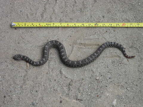 Image of Querétaro dusky rattlesnake