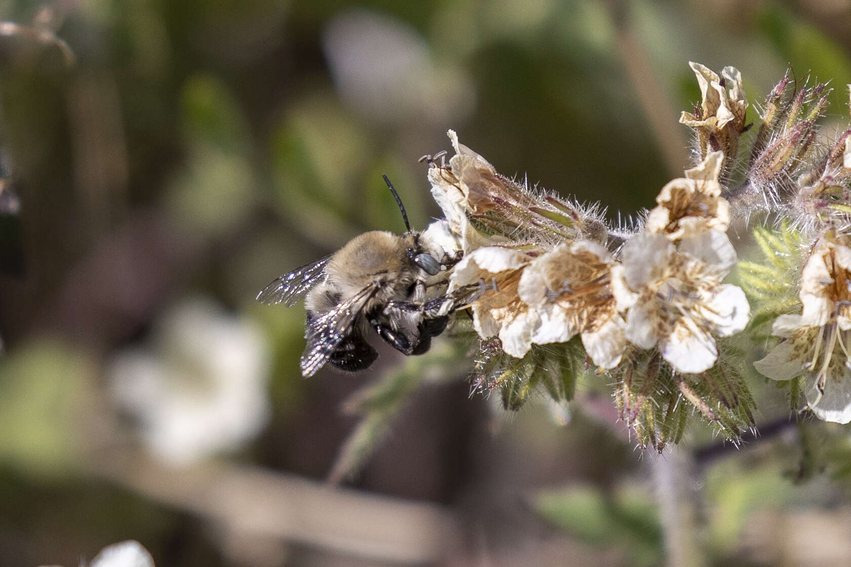 Image of Anthophora phaceliae Brooks 1988