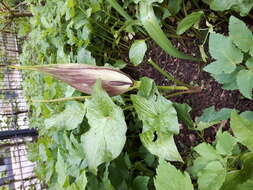 Imagem de Arum cylindraceum Gasp.