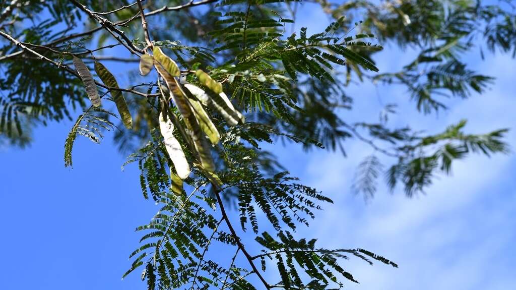 Plancia ëd Leucaena diversifolia (Schltdl.) Benth.