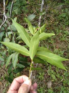 Image of Syzygium floribundum F. Müll.