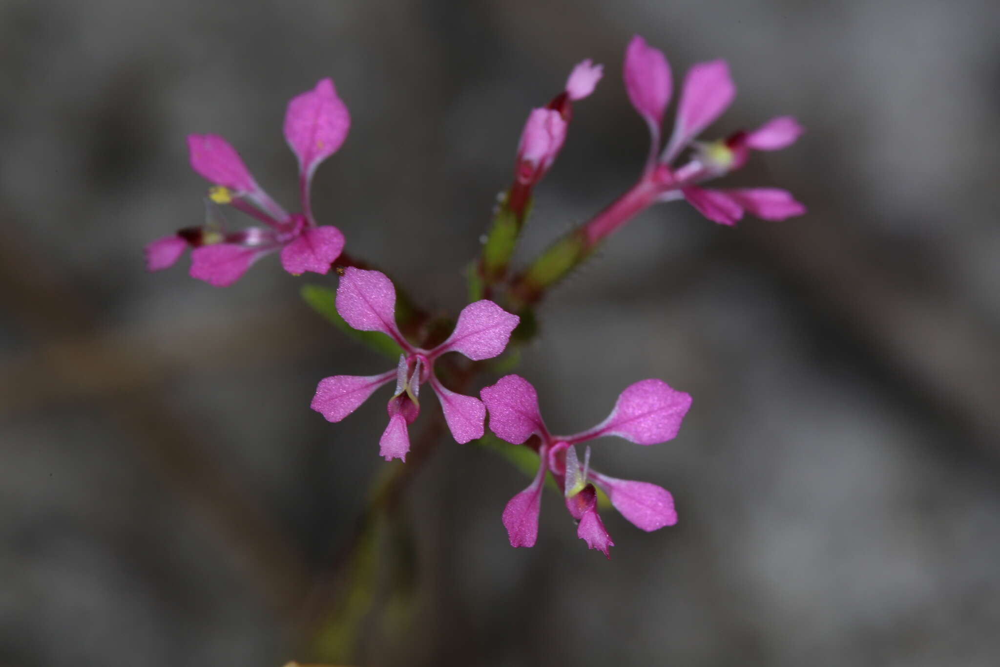 Image of Levenhookia aestiva