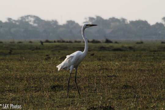 Image of Ardea alba melanorhynchos Wagler 1827