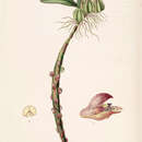 Image of Bulbophyllum bracteolatum Lindl.