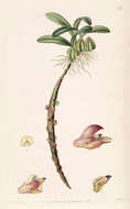 Image of Bulbophyllum bracteolatum Lindl.