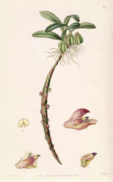 Sivun Bulbophyllum bracteolatum Lindl. kuva